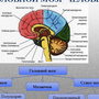 Строение головного мозга рисунок 8 класс