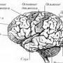 Строение головного мозга рисунок 8 класс