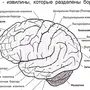 Строение головного мозга рисунок 8 класс