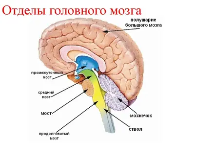 Отделы головного мозга рисунок