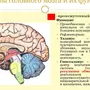 Отделы головного мозга рисунок
