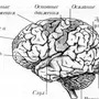 Отделы головного мозга рисунок