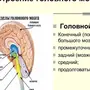 Отделы головного мозга рисунок