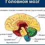 Отделы головного мозга рисунок