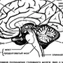 Отделы головного мозга рисунок