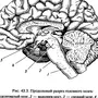 Отделы Головного Мозга Рисунок