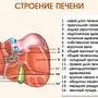 Печень Рисунок Анатомия