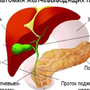Печень рисунок анатомия