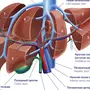 Печень рисунок анатомия