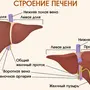 Печень рисунок анатомия