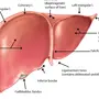 Печень Рисунок Анатомия