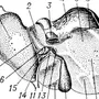 Печень Рисунок Анатомия