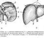 Печень рисунок анатомия