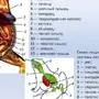 Письмо Солдату Рисунок Карандашом