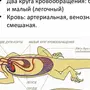 Внутреннее строение лягушки рисунок