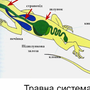 Внутреннее строение лягушки рисунок