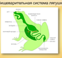 Внутреннее Строение Лягушки Рисунок