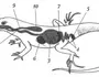 Внутреннее строение ящерицы рисунок