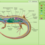 Внутреннее строение ящерицы рисунок