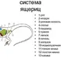 Внутреннее строение ящерицы рисунок