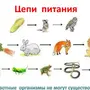 Пищевая цепочка рисунок 5 класс