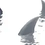 Белая акула рисунок