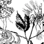 Рисунок неизвестный цветок платонов