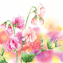 Весенние Цветы Рисунок Акварелью
