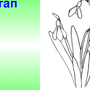 Подснежник рисунок 1 класс