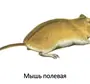 Мышь Рисунок Карандашом
