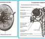 Почки на деревьях рисунок