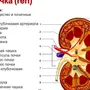 Почка рисунок