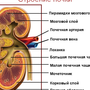 Почка рисунок