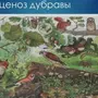 Рисунок На Тему Присоединение Крыма К России