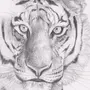 Как Нарисовать Тигра
