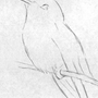Птица в полете рисунок