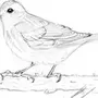 Птица в полете рисунок