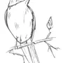 Птица на ветке рисунок