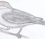 Птичка на ветке рисунок для детей