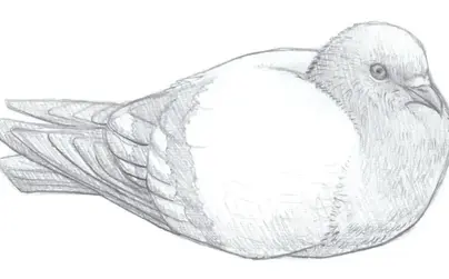 Птица феникс рисунок