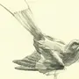Декоративные птицы рисунки