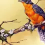 Декоративные птицы рисунки