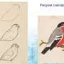 Птицы наши друзья рисунки