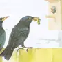 Птичка рисунок для детей