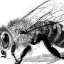 Как Нарисовать Пчелу