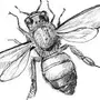 Как Нарисовать Пчелу