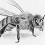 Как нарисовать пчелу