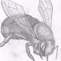Рисунок Пчелы Для Срисовки