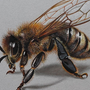 Пчела Картинка Рисунок