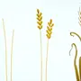 Категория Пшеница